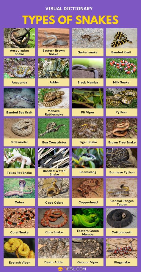 Types of Snakes: 176 Species of Snakes with Amazing Facts Snake Types Chart, Different Kinds Of Snakes, Snake Identification Chart, Different Types Of Snakes, Snake Profile Picture, Cute Snake Pictures, Snake Names Ideas, Pet Snake Names, Snakes Species