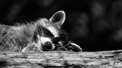 400+ Raccoon Pictures & Images [HD] Raccoon Images, Raccoon Wallpaper, Raccoon Pictures, White Raccoon, Animals Wallpapers, Monochrome Wallpaper, Animal Tumblr, Picture Background, Cute Raccoon