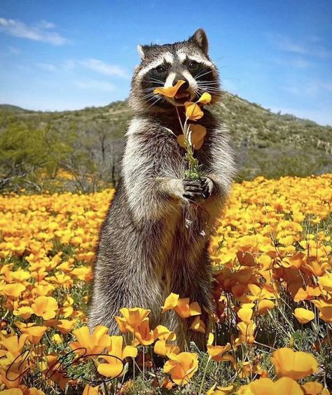 Imessage Sticker, Pet Raccoon, Cute Raccoon, Trash Panda, Daily Pictures, Cute Animals Images, Pictures Of The Week, Little Critter, Creature Feature