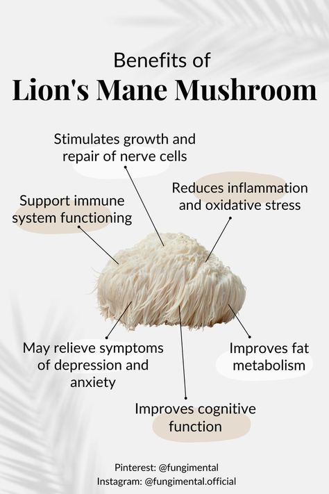 Learn about this powerhouse mushrooms and its many benefits. #lionsmanemushroom #functionalmushrooms Lions Mane Benefits, Lion's Mane Mushroom, Mushroom Benefits, Lions Mane, Lions Mane Mushroom, Lion's Mane, Herbs For Health, Lion Mane, Energy Boost