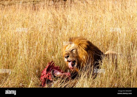 Download this stock image: Mature male lion (Panthera leo) eats his prey, the red bloodied ribs of the carcass of a Cape buffalo, in long grass, Masai Mara, Kenya - M4A2MY from Alamy's library of millions of high resolution stock photos, illustrations and vectors. Cape Buffalo, Buffalo Animal, Masai Mara Kenya, African Buffalo, Masai Mara National Reserve, Panthera Leo, Male Lion, Apex Predator, Masai Mara