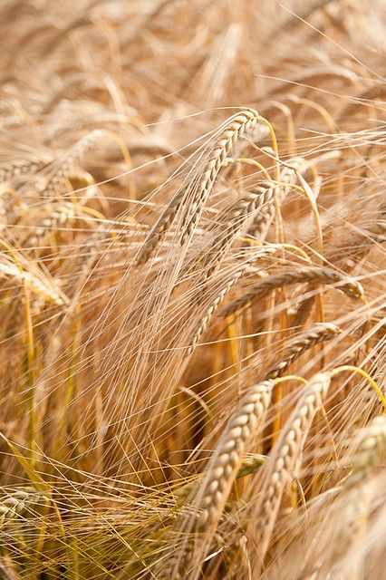 Barley field | Sarka Babicka Photography | Flickr Wheat Sheaf, Golden Fields, Beta Glucan, Photography Autumn, Fields Of Gold, Outdoors Tattoo, Wheat Fields, Flower Field, Barley