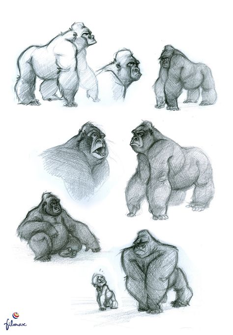 Carolina Cuenca Animals Character Design, White Gorilla, Gorillas Art, Gorilla Tattoo, Drawing Patterns, Realistic Eyes, Character Design Cartoon, Realistic Drawing, Monkey Art