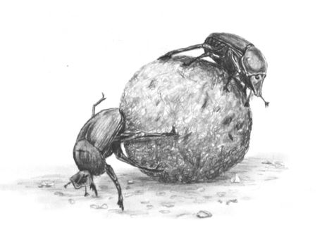 Dung beetles!  Nature's refuse collectors. Dung Beetle Drawing, Dung Beetle Illustration, Beetle Drawing, Beetle Illustration, Dung Beetle, Beetle Tattoo, Table Markers, Course Ideas, Art Courses