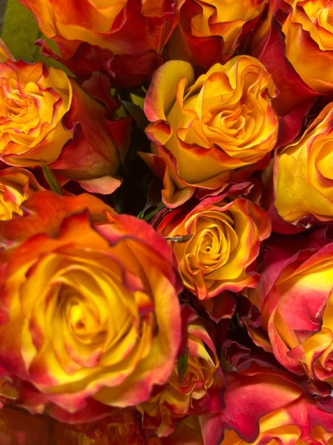 Red Yellow Roses, Orange Aethstetic, Red Orange Yellow Aesthetic, Sun Altar, Nature Widgets, Red Yellow Aesthetic, Red And Yellow Aesthetic, Yellow Roses Aesthetic, Yellow Red Aesthetic