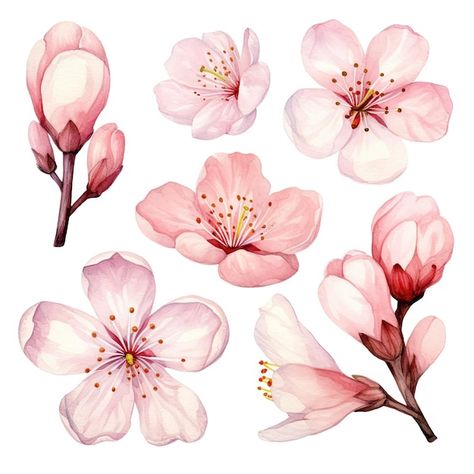 Photo vector watercolor cherry blossom c... | Premium Photo #Freepik #photo Flower Watercolor Drawing, Watercolor Art Cherry Blossom, Cherry Blossom Botanical Illustration, Pastel Colors Aesthetic, Japan Scrapbook, Wild Sketch, Cherry Blossom Illustration, Chinese Blossom, Flowers Cherry Blossom