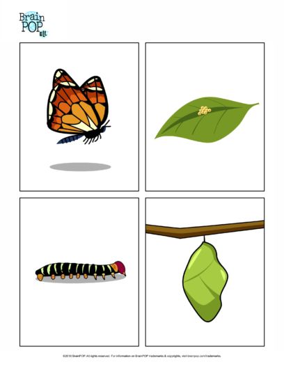 Stages Of Butterfly Life Cycle, Butterfly Life Cycle Worksheet, Life Of A Butterfly, Life Cycle Worksheet, Butterfly Life Cycle Craft, Sequencing Activities Kindergarten, Butterfly Lessons, Life Cycle Of A Butterfly, Cycle Of A Butterfly