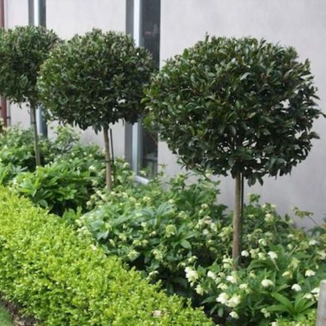 Top 10 Plants for Under Gum Trees - Garden Advice, Top 10 Lists - Hello Hello Plants & Garden Supplies Hampton Front Garden, Ficus Hillii Flash, Pots Along Fence, Front Garden Plants, Hampton Garden Ideas, Ficus Outdoor, Round Driveway Ideas, Plants Front Of House, Side Driveway Ideas