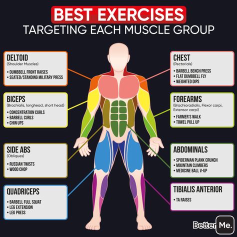 Muscle Target Exercises, Target Muscle Workouts, Muscle Targeting Workouts, Target Muscle Groups, Major Muscle Groups Workout, Main Muscle Groups, Deltoid Muscle Exercises, Muscle Activation Exercises, Muscle Groups Anatomy