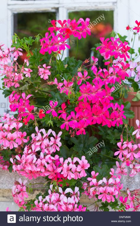 Download this stock image: Pelargonium peltatum, common names ivy-leaf geranium and cascading geranium // Pelargonium peltatum, ou géranium des balcons - DNFMMK from Alamy's library of millions of high resolution stock photos, illustrations and vectors. Pelargonium Peltatum, Ivy Geraniums, Ivy Plants, Container Gardening Flowers, Garden Aesthetic, Ivy Leaf, Garden Art Projects, Orchid Care, Common Names