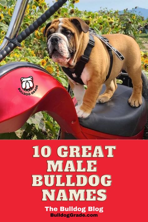 There are many great Bulldog names, but choosing the right one is not always easy. Here are 10 of our favorite male Bulldog names. English Bulldog Names, Bulldog Names, Bulldog Breeds, English Bulldog Puppies, Old Names, Old English Bulldog, Puppy Names, Instagram Worthy, Bulldog Puppies