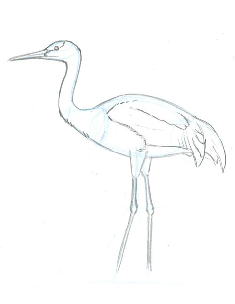 Sandhill Crane 4 • John Muir Laws Sandhill Crane Drawing, Seaside Images, John Muir Laws, Crane Drawing, Array Worksheets, Crane Dance, Garden Buddha, Crane Art, Carved Wooden Animals