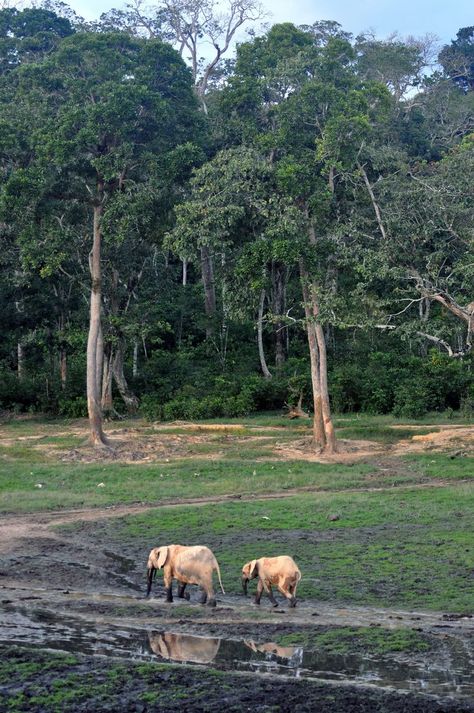 Forest Reference, African Trees, Forest Elephant, Lion Story, African Forest, African Forest Elephant, African Tree, Landscape Reference, Continents And Oceans