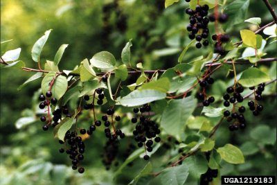 Chokecherry Tree, Cherry Plant, Growing Raspberries, Raspberry Plants, Pollinator Plants, Home Landscape, Forest Garden, Edible Plants, Garden Tips