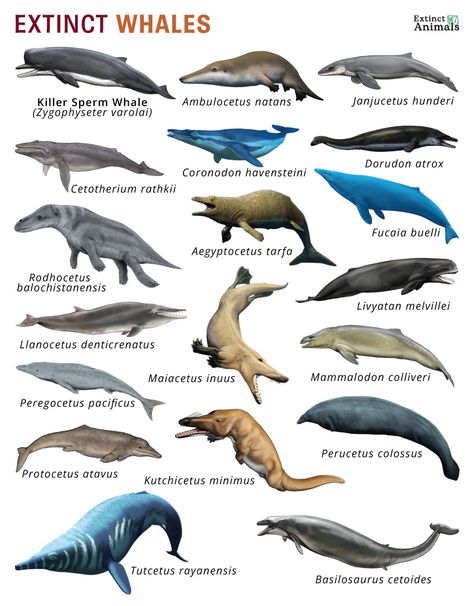 Prehistoric Marine Life, Prehistoric Ocean, Dinosaur Anatomy, Sea Dinosaurs, Greyhound Statues, Prehistoric Animals Dinosaurs, Pig Breeds, 10 Animals, Wildlife Pictures