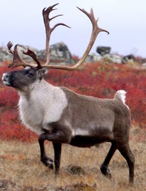 North American Animals, Deer Species, Wild Animals Photography, North American Wildlife, Deer Photos, Wildlife Pictures, American Animals, Deer Art, Vintage Deer