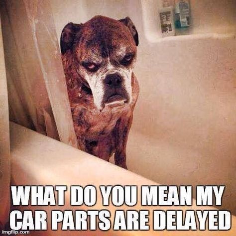 What do you mean my car parts are delayed meme Grumpy Dog, Boxer And Baby, Boxer Love, Love My Dog, Boxer Dogs, Grumpy Cat, Dog Photos, Bones Funny, Dog Life