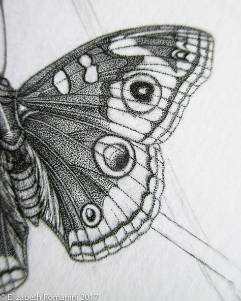 Another detail shot of the Buckeye Butterfly(junonia coenia) inked. Even with this very tight stippling work there is still plenty of room… Close Up Butterfly Drawing, Butterfly Drawing Detailed, Stippling Butterfly, Butterfly Ink Drawing, Dot Work Drawing, Tim Burton Artwork, Stippling Tattoo, Ink Sketching, Buckeye Butterfly