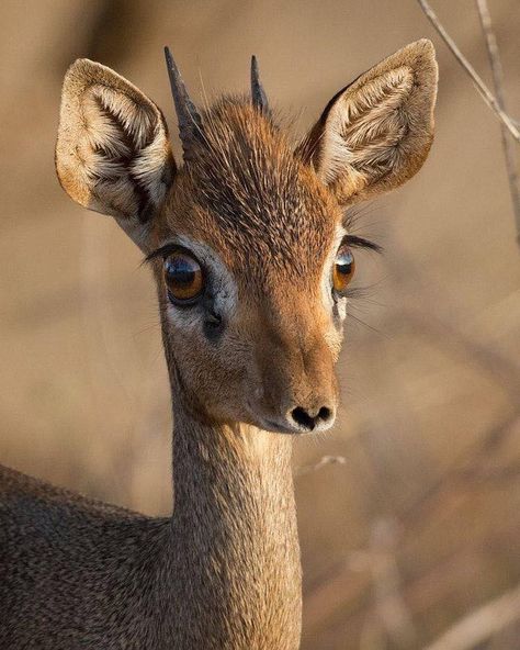 The cuteness of a Dik Dik, a tiny antelope of the African Savanna Funny Wild Animals, Dik Dik, Mule Deer, Rare Animals, Manx, Baby Animals Funny, A Deer, African Animals, Sweet Animals