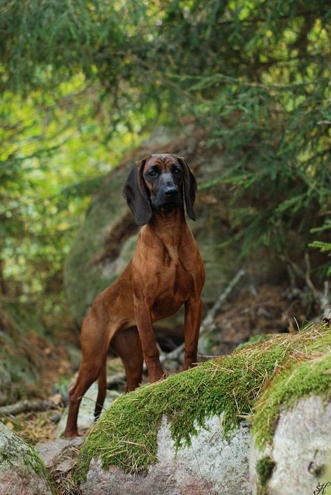 Bavarian Mountain Hound Donkey Breeds, Bavarian Mountain Hound, Grand Basset Griffon Vendeen, Petit Basset Griffon Vendeen, Plott Hound, Purebred Dogs, Large Dog Breeds, Dog Boarding, Hound Dog