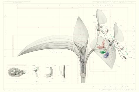 'commelina communis L., side view'   Macoto Murayama: inorganic flora. Virtual Museum, Scientific Illustration, Architecture Student, Computer Graphics, Flower Petal, Botanical Drawings, Japanese Artists, Photographic Art, Science And Nature