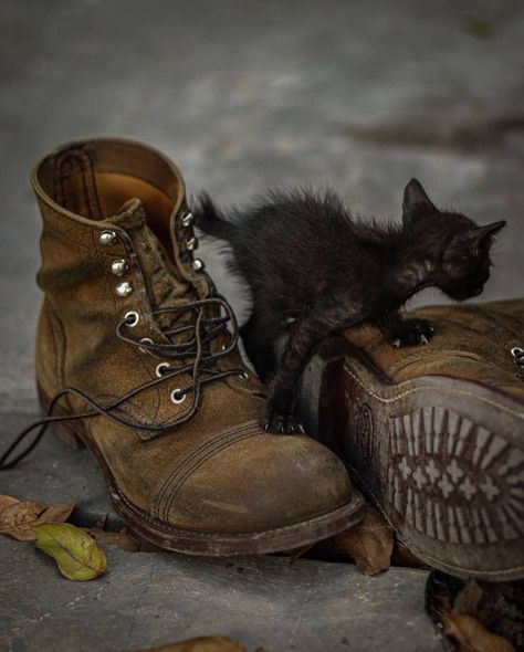 Januar Dwi Juang on Instagram: “Black Panther 😎😎 Inframe Iron Ranger 8083 @redwingheritage • • ________________________________________ #redwingheritage #redwingshoes…” Iron Ranger Boots, Ranger Boots, Iron Ranger, Red Wing Shoes, Red Wing, Red Wings, Black Panther, Panther, Hiking Boots