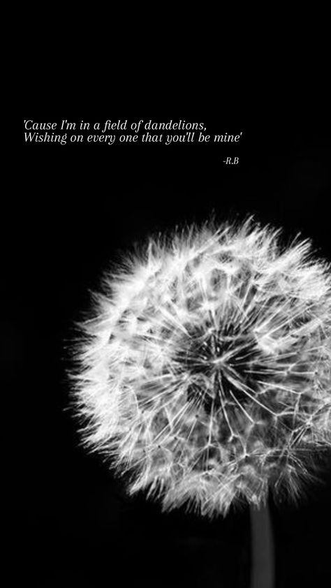 Dandelion Wallpaper Iphone, Dandelions Song Wallpaper, Dendalions Lyrics, Dandelion Lyrics, Dandelions Lyrics Wallpapers, Dandelions Song Black Screen, Dandelions Quote, Dandelion Aesthetic Quotes, Dandelion Quotes