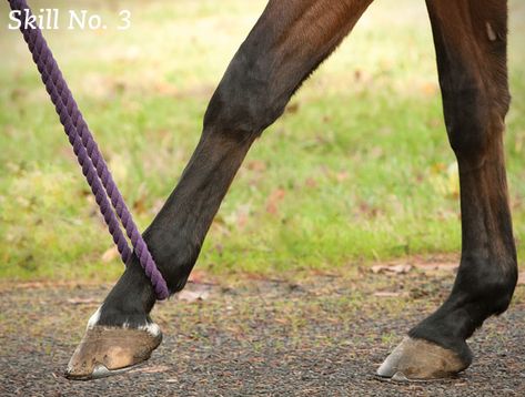 Teach your horse seven essential skills that will put him right on top of your vet’s ‘favorite patient’ list. Horse Ground Work, Horse Enrichment, Horse Photography Ideas, Paddock Trail, Pole Exercises, Petting Farm, Stock Horse, Endurance Riding, Horse Barn Ideas Stables