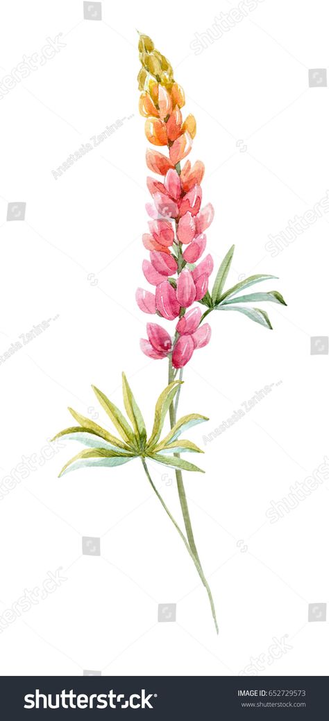 Lupine Flowers Illustration, Lupin Drawing Flower, How To Paint Lupine Flowers, Lupine Drawing Simple, Watercolor Lupine Flower, Lupine Flower Drawing, Watercolour Lupin, Lupine Flowers Painting, Lupine Flower Tattoo