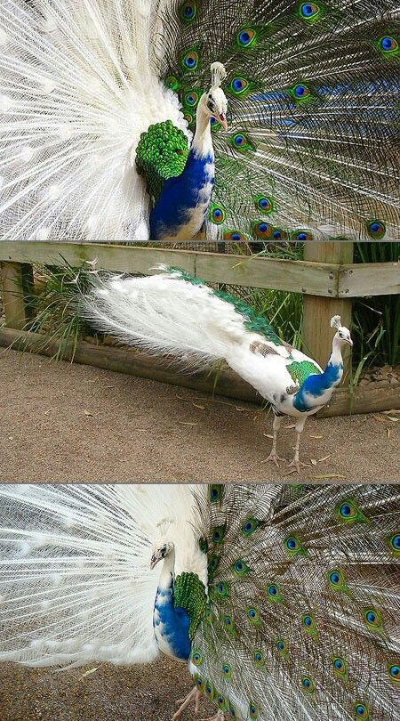 OMG! Bi colored peacock! Albino Peacock, Albino Animals, Animale Rare, Rare Animals, Haiwan Peliharaan, Pretty Animals, Exotic Birds, Amazing Animals, Pretty Birds