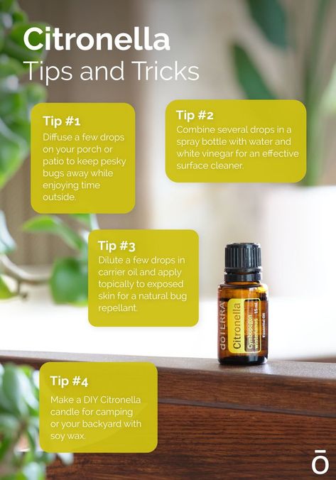 Insect Repellent Essential Oils, Stream Of Income, Doterra Diffuser Blends, Citronella Essential Oil, Essential Oil Education, Natural Bug Repellent, Doterra Essential Oils Recipes, Citronella Oil, Essential Oils Bath