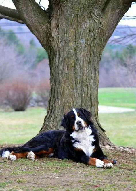 These dogs are beautiful, hardworking and loyal. Bernese Mountain Dog Names, Burnese Mountain Dog, Burmese Mountain Dogs, Bernese Dog, Bernese Mountain Dog Puppy, Head Tilt, Reactive Dog, Swiss Mountain Dogs, Puppies And Kitties