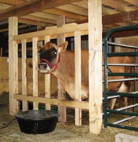 Bluestem Farm: Homemade milk stanchion Cow Stanchion, Milk Stanchion, Milking Stanchion, Milking Parlor, Milking Cow, Family Cow, Cow Milking, Dexter Cattle, Cattle Corrals