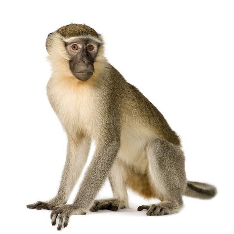 Vervet Monkey - Chlorocebus pygerythrus. In front of a white background , #ad, #Chlorocebus, #Monkey, #Vervet, #pygerythrus, #background #ad Wild Animals List, Animal Pictures For Kids, Animals Name In English, Vervet Monkey, Howler Monkey, Animal Flashcards, Preschool Activities Toddler, Monkey Pictures, Wild Animals Pictures