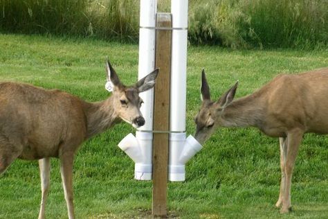 pvc pipe diy projects | Deer Feeder Homemade Pvc Pipe http://www.predatormastersforums.com ... Goat Minerals, Pvc Deer Feeder, Pvc Feeder, Hunting Ideas, Deer Feeders, Hunting Diy, Deer Hunting Tips, Deer Camp, Crossbow Hunting