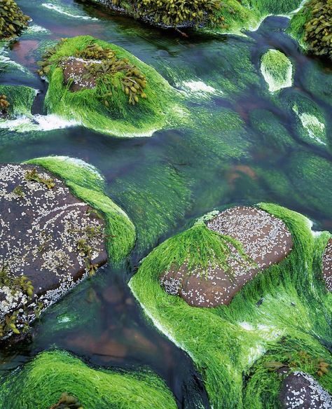 the tide of a river the algae also as a species such as a plant or a animal Algae Aesthetic, Home Brewing, Golf Courses, Water, Plants, Photography