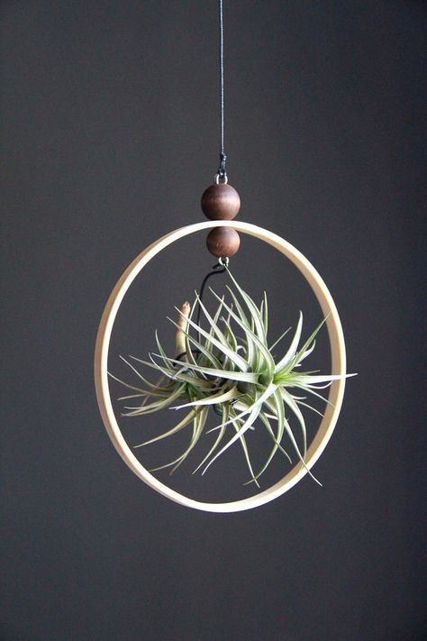 Tillandsia air plant