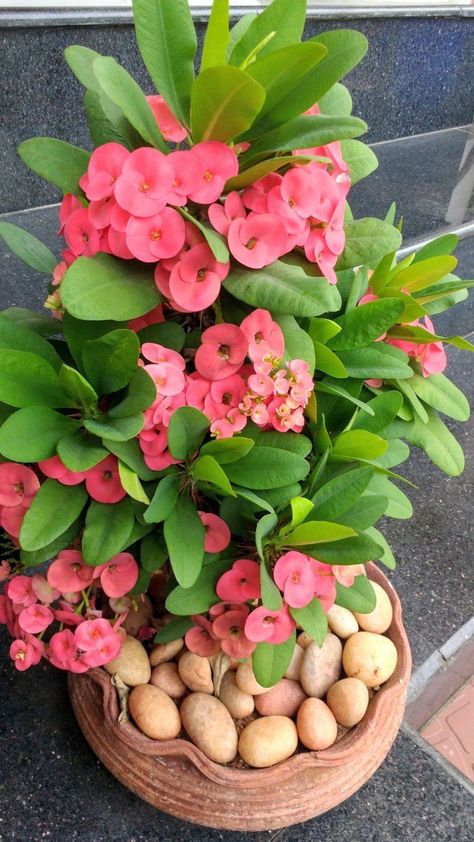 Best Plants For Home, Euphorbia Plant, Plants With Pink Flowers, Chrysanthemum Plant, Impatiens Plant, Purple Flowering Plants, Anthurium Plant, Plants For Home, Euphorbia Milii