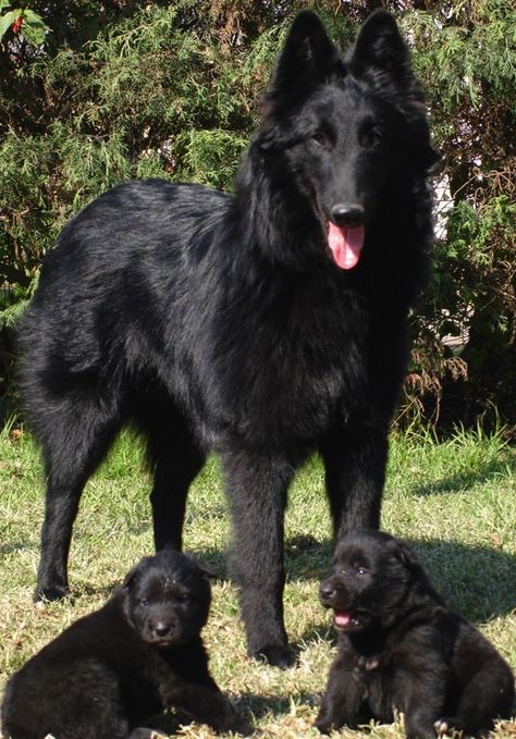 Groenendael – Black Belgian Shepherd.  The Belgian Sheepdog comes from Belgium and was bred originally to herd and guard sheep. Belgium Shepherd, Belgian Sheepdog, Black Dogs, Belgian Shepherd, Herding Dogs, Beautiful Dog, German Shepherds, German Shepherd Dogs, Shepherd Dog