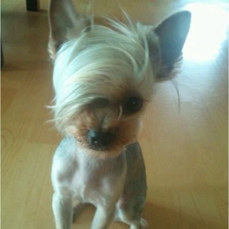 Franja.. Yorkie Haircuts, Dog Haircuts, Funny Pictures With Captions, Yorkshire Terriers, Poodle Puppy, 웃긴 사진, Funny Animal Pictures, Funny Animal, Small Dog