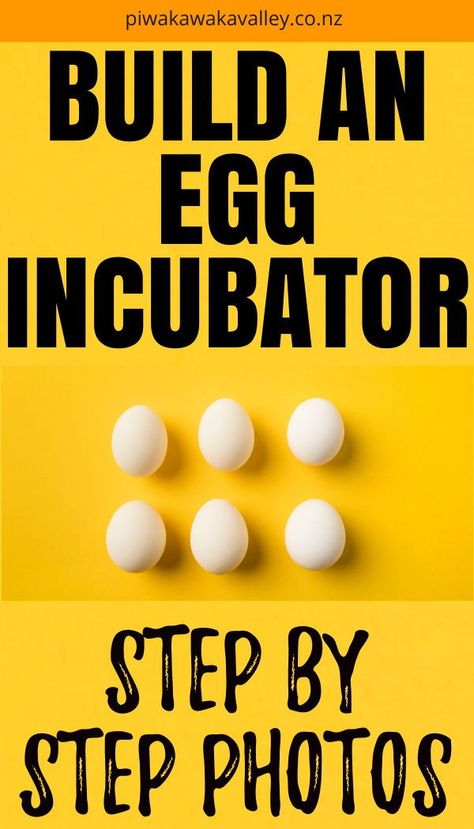 Are you wondering how to make an incubator at home? Every Spring the urge for baby chicks kicks in! What is more exciting than incubating and hatching your own chicks?! Follow this DIY egg incubator step by step guide to build a cheap and effective egg incubator. Homemade Incubator Diy, Incubators For Chicken Eggs Diy, How To Build A Egg Incubator, Diy Chicken Incubator, Diy Incubator Eggs, Diy Egg Incubator How To Make, Incubating Chicken Eggs At Home, Incubators For Chicken Eggs, Meat Rabbits Breeds