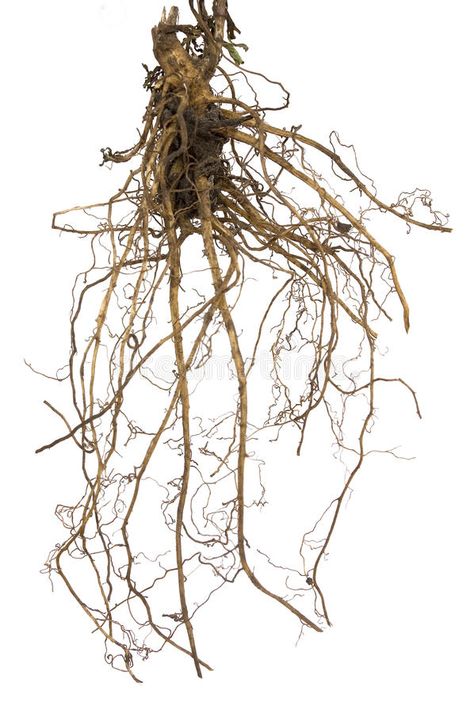 Plants On White Background, Plant Roots Drawing, Roots Aesthetic, Flower Roots, Plant Diagram, Roots Of A Tree, Roots Illustration, Roots Drawing, Natural Aquarium