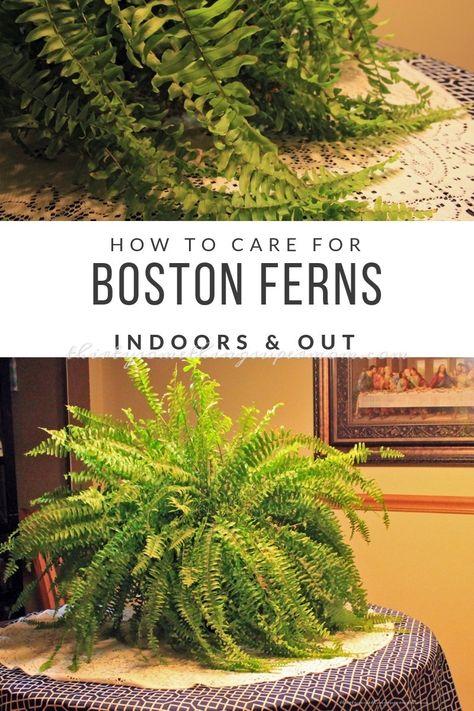 Boston Fern Indoor, Fern House, Fern Planters, Water Ferns, Indoor Ferns, Potted Ferns, Ferns Care, Ferns Garden, Boston Fern