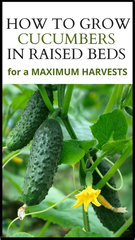 How to Grow Cucumbers in Raised Beds for Maximum Harvest - photo of small pickling cucumbers growing. Planting Squash Raised Beds, Hydrating Smoothie, Growing Cucumbers Vertically, How To Grow Cucumbers, How To Harvest Lettuce, Cucumber Plants, Grow Cucumbers, Gardening Tricks, Summer Gardening