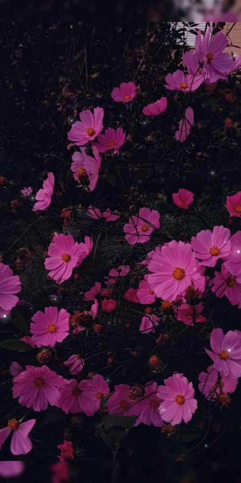 Cosmos Aesthetic, Pink Flower Aesthetic, Pink Cosmos, Rose Flower Photos, Artsy Background, Blue Flower Wallpaper, Fairy Wallpaper, Iphone Wallpaper Stills, Iphone Wallpaper Landscape