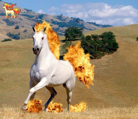 Awesome Realistic Pokemon, Pokemon In Real Life, Animation Artist, Pokemon Realistic, Real Pokemon, Pokemon Painting, Fire Horse, Pokemon Starters, Pokemon Breeds