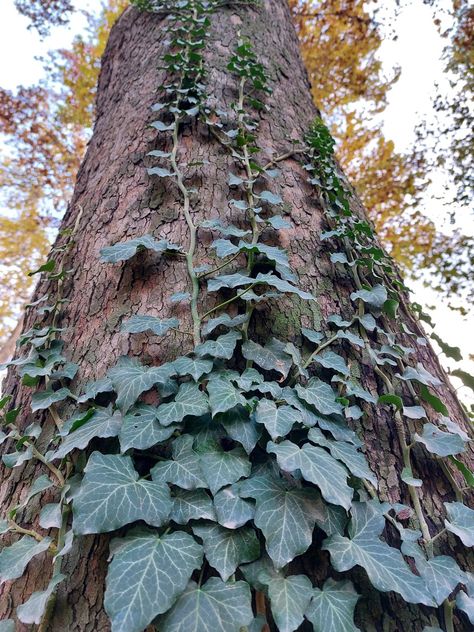 the common ivy-hedera helix Common Ivy, Hedera Helix, Container Ideas, Christmas Rose, The Common, Helix, Ivy