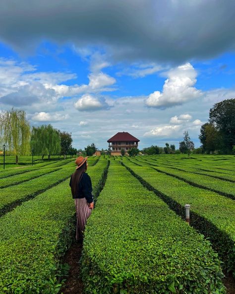 Tea garden in Foman, Gilan, North of Iran
---
#iran
#village
#fuman
#foman
#gilan
#guilan
#tea
#teagarden
#tea_garden
#farm
#rural
#villagelife
#northlfiran Gilan Iran, North Of Iran, Garden Farm, Tea Garden, Middle East, Iran, Tea, Travel, Photography