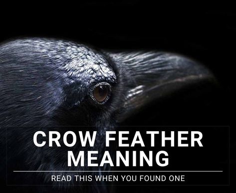 Black Feather Meaning, Raven Symbolism, Crow Meaning, Bird Symbolism, Feather Meaning, Crow Feather, Animal Meanings, Raven Feather, Animal Tarot