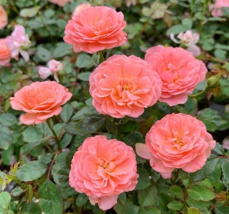 Top 10 Drift Roses Colors - SONG OF ROSES Apricot Drift Roses Landscape, Apricot Drift Rose, Shade Plants Perennial, Roses Colors, Roses Plants, Perennial Garden Plans, Drift Roses, Pink Perennials, Ground Cover Roses